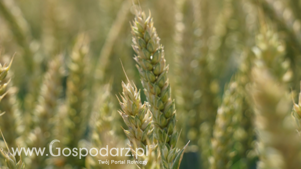 Ceny netto skupu zbóż na rynku krajowym według GUS w listopadzie 2025 r.