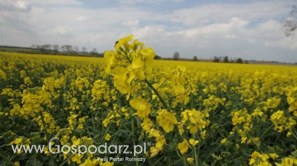 Ceny rzepaku i produktów jego przerobu (02.03.2025)