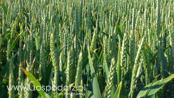 Rynek zbóż w Polsce (28.01.2024)
