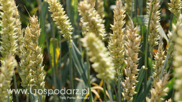 Rynek zbóż w Polsce (10.11.2024)