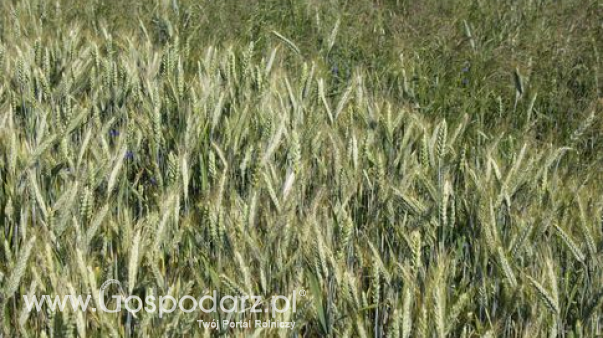 Rynek zbóż w Polsce (8.06.2025)