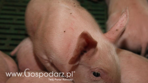 Ceny żywca – wieprzowina, wołowina i drób (12.07.2026)