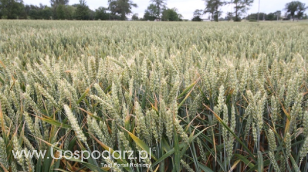 Rynek zbóż w Polsce (1.06.2025)