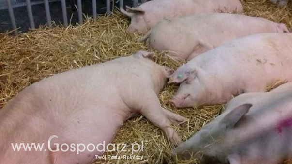 Ceny żywca wieprzowego, wołowego i drobiowego (20.10.2024)