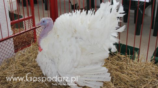 Ceny drobiu w Polsce (25.01.2026)