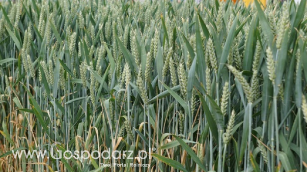 Polski eksport pszenicy poza UE obniżył się gwałtownie w połowie tego sezonu