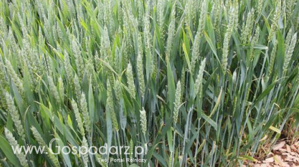 Handel zagraniczny zbożem