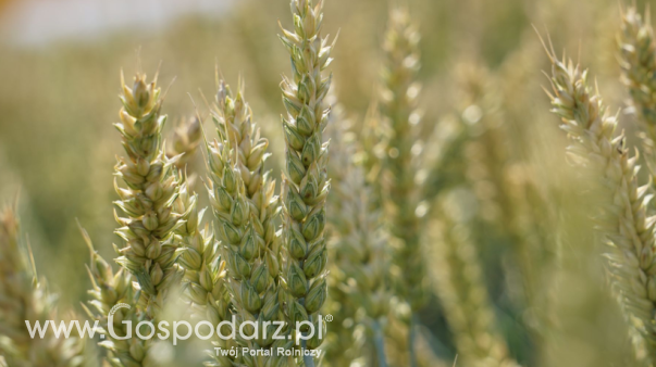 Ceny zbóż na giełdach towarowych (12.10.2025)