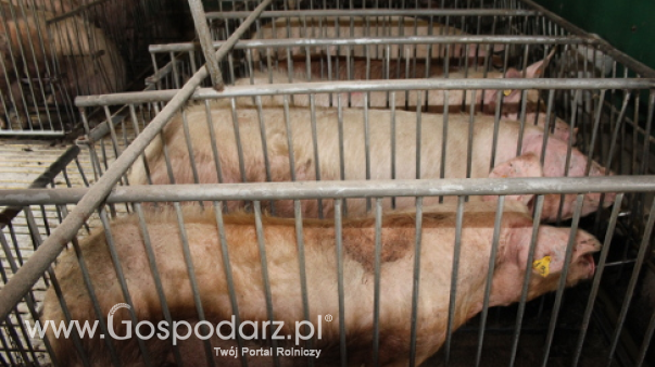 Ceny żywca wieprzowego, wołowego i drobiowego (20.04.2025)