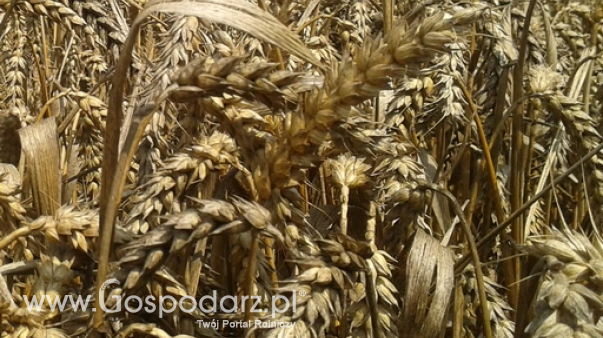 Ceny netto skupu zbóż na rynku krajowym