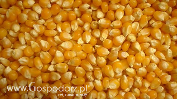 Ceny zbóż na giełdach towarowych (1.02.2026)