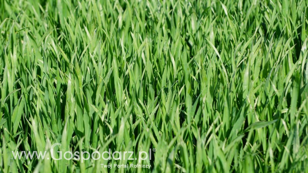 Ceny zbóż – pszenica, żyto, jęczmień, kukurydza (26.07.2026)