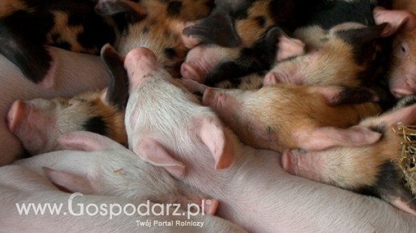 Ceny żywca wieprzowego, wołowego i drobiowego (18.05.2025)