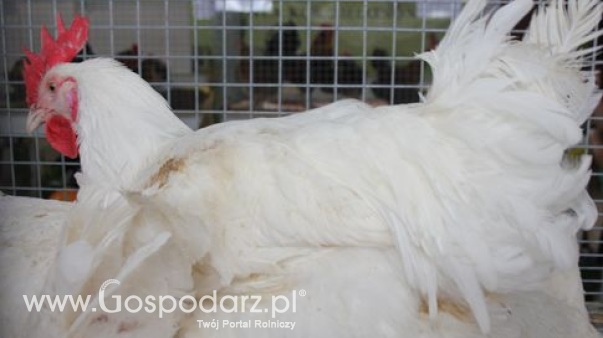 Rynek mięsa w Polsce (25.01.2026)