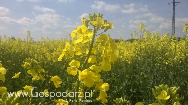 Ceny rzepaku i produktów jego przerobu (7.12.2025)