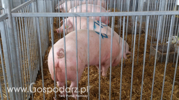 Ceny skupu świń rzeźnych (04.02.2024)