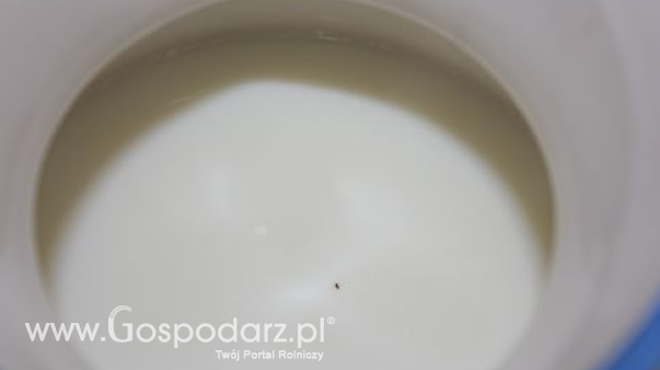 Ceny mleka rosną