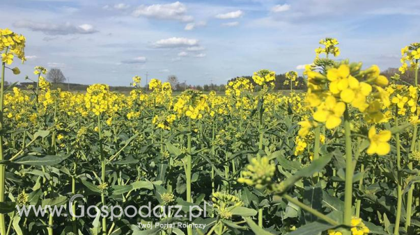 Ceny rzepaku i produktów jego przerobu (11.05.2025)