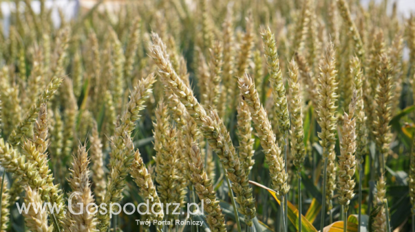 Ceny zbóż na giełdach towarowych (18.05.2025)