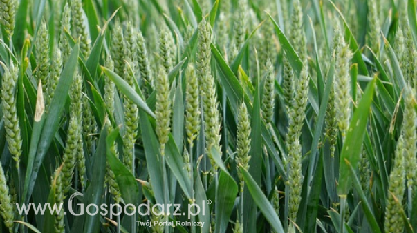 Rynek zbóż w Polsce (22.02.2026)