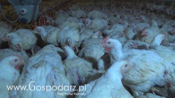 Ceny drobiu w Polsce (5.05.2024)