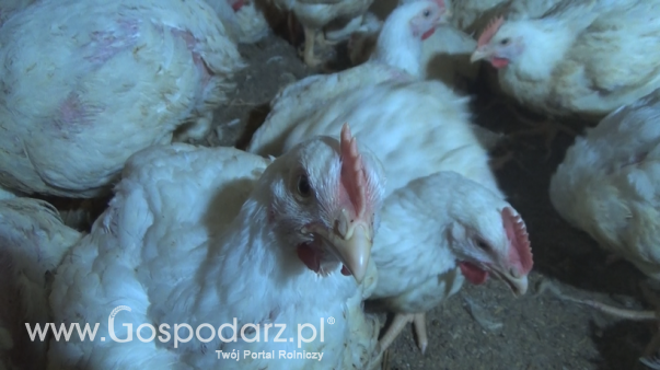Ceny drobiu w Polsce (1.06.2025)