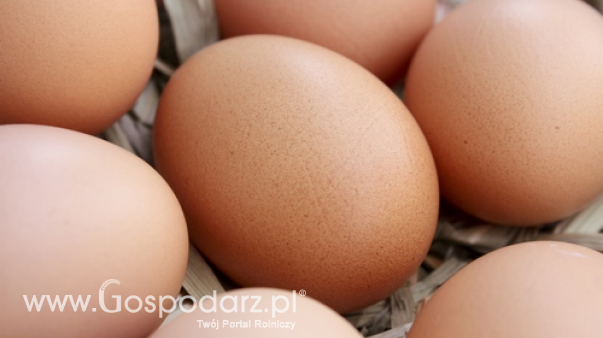 Ceny jaj w Polsce (5.01.2025)