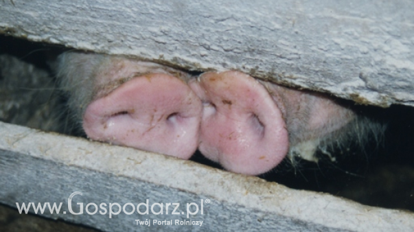 Ceny żywca wieprzowego, wołowego i drobiowego (31.03.2024)