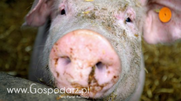Ceny skupu świń rzeźnych (8.09.2024)