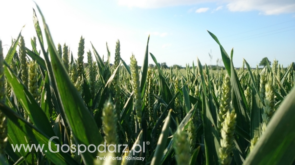 Ceny zbóż na giełdach towarowych (10.11.2024)