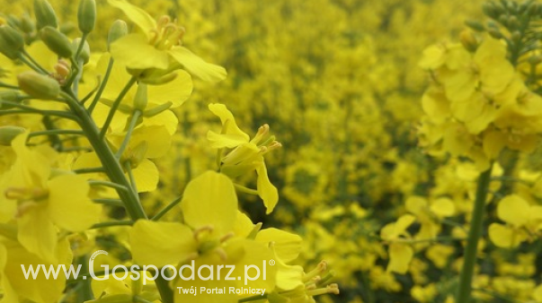 Ceny rzepaku i produktów jego przerobu (21.07.2024)