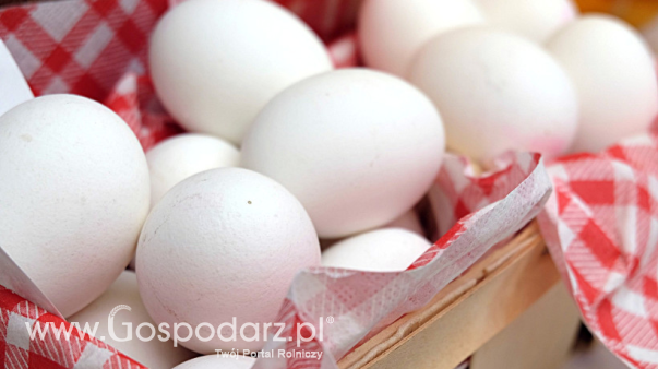 Ceny jaj w Polsce (28.07.2024)