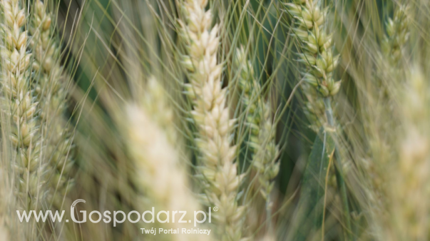 Rynek zbóż w Polsce (7.09.2025)