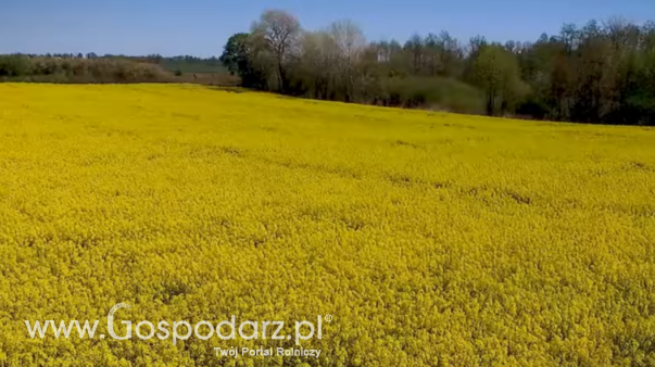 Ceny rzepaku i produktów jego przerobu (9.03.2025)