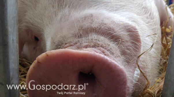 Ceny skupu świń rzeźnych (11.02.2024)