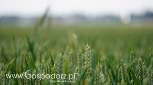 Ceny skupu zbóż na rynku krajowym
