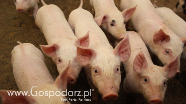 Ceny żywca wieprzowego, wołowego i drobiowego (16.03.2025)