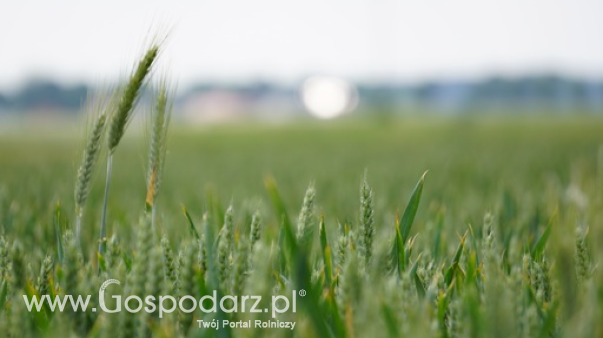 Rynek zbóż w Polsce (9.02.2025)