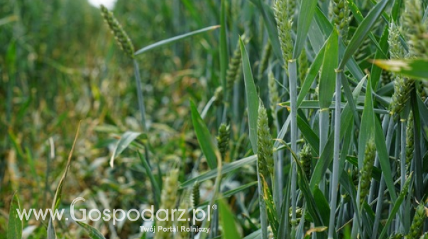 Ceny zbóż na giełdach towarowych (30.06.2024)