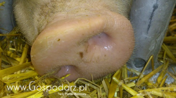 Ceny żywca wieprzowego, wołowego i drobiowego (22.09.2024)
