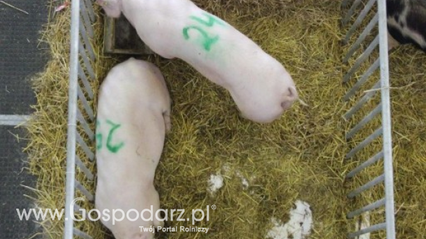 Ceny skupu świń rzeźnych (23.02.2025)