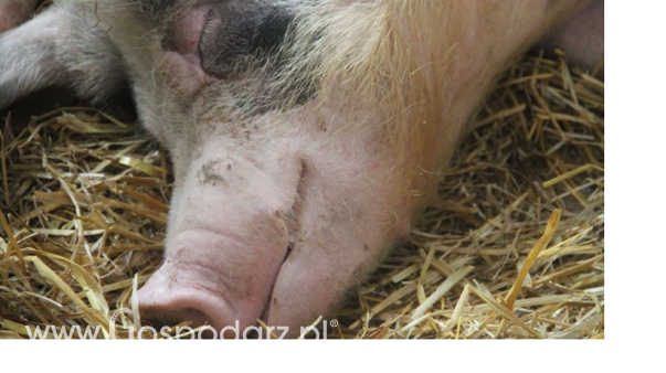Ceny skupu świń rzeźnych (7.07.2024)