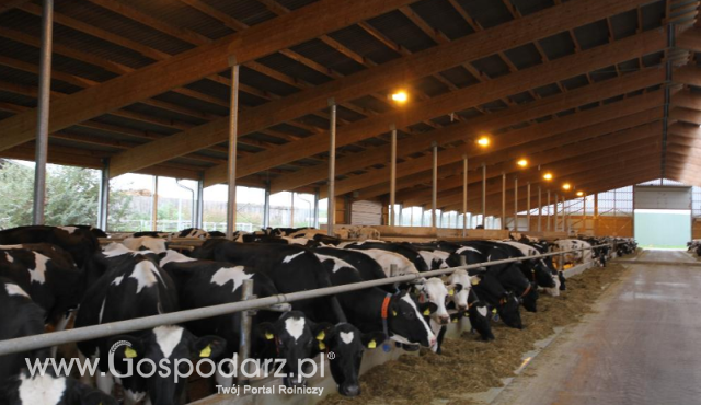 Dobrostan się opłaca. Nawet 150 tys. zł wsparcia na inwestycje w hodowli bydła i świń