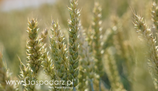 Komunikat odnośnie wystąpienia warunków suszy w Polsce