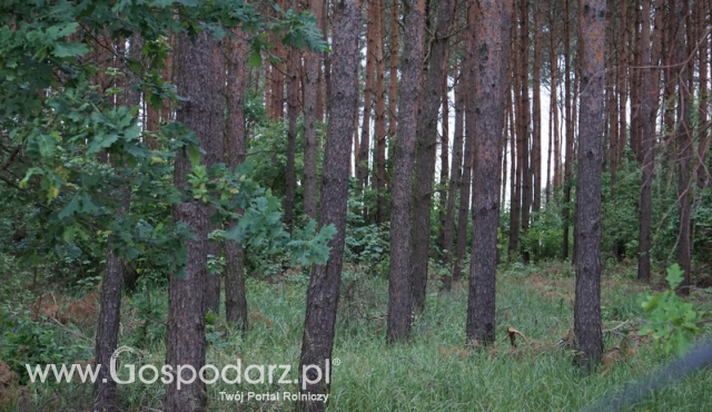 Posadź las ze wsparciem ARiMR
