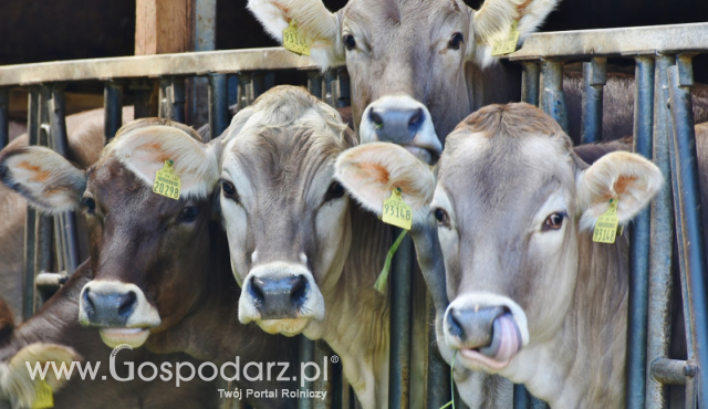 Dopłaty do ubezpieczeń zwierząt gospodarskich - Prezes ARiMR podał termin naboru