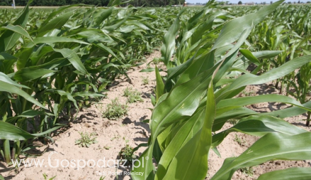 KE ocenia zbiory zbóż w Polsce na rekordowe 37,3 mln ton