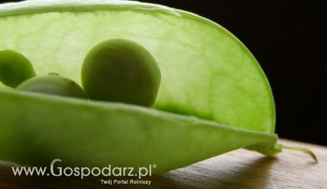 Materiał siewny - nabór wniosków do 14 sierpnia