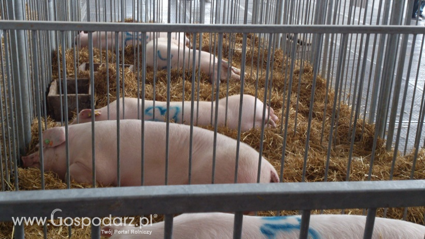 Siedemnasty przypadek ASF u świń w Polsce