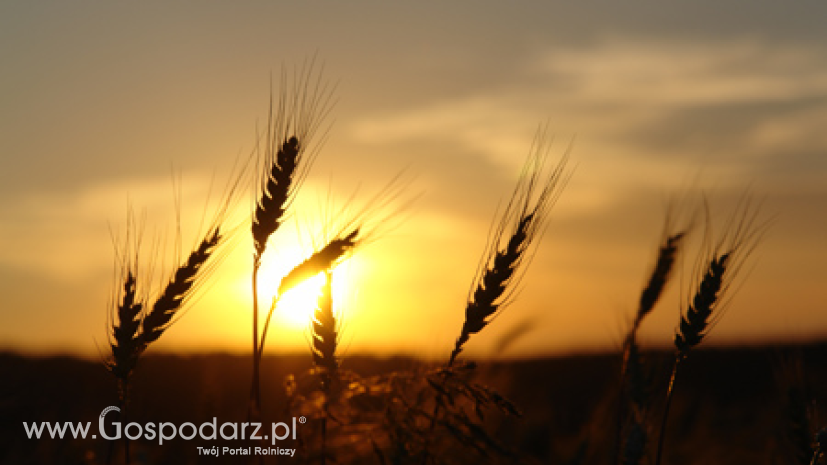 Program rozwoju głównych rynków rolnych w Polsce - główne założenia